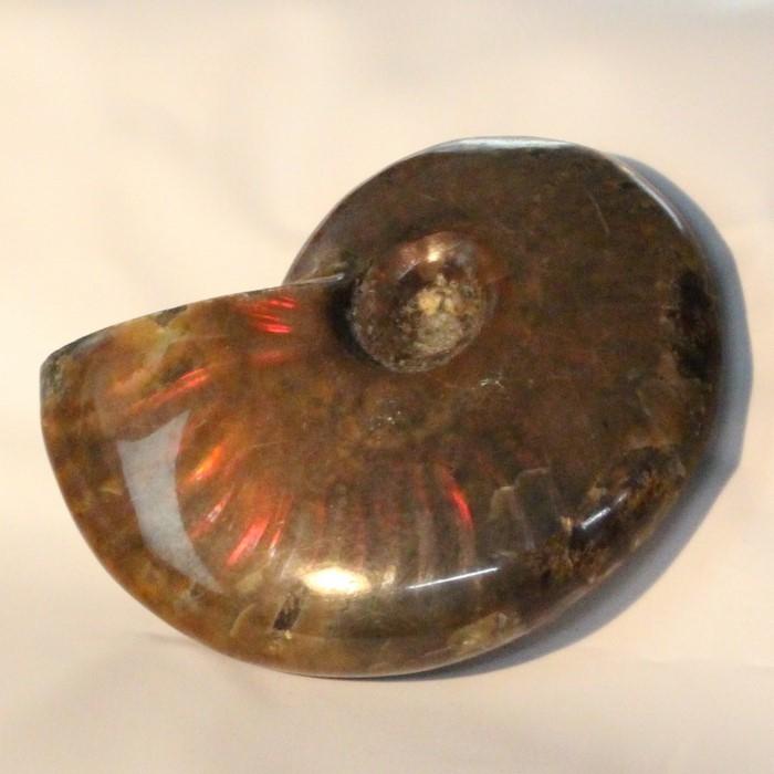 アンモナイト 化石 【厳選 一点物】 生きた化石 fossil 原石 置物 石