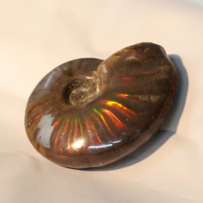 アンモナイト 化石 【レア 1点物】 宝石 原石 置物 鉱石 古生物 標本