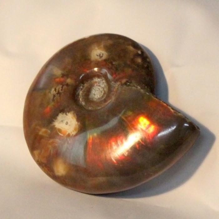 アンモナイト 化石 【厳選 一点物】 宝石 原石 置物 鉱石 古生物 標本 化石 fossil 石 アンモナイト化石 虹 レインボー アンモライト パワーストーンの画像