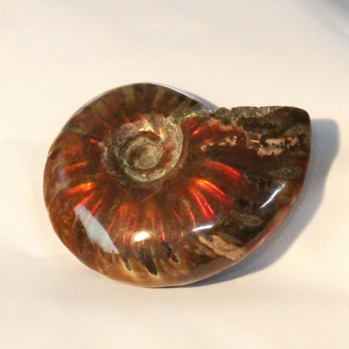 アンモナイト 化石 【レア 1点物】 fossil 原石 置物 石 鉱石 Stone