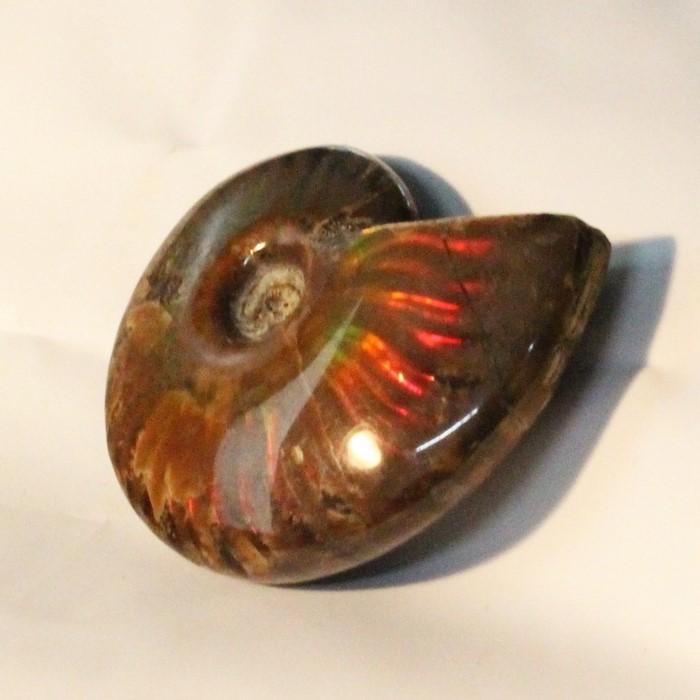 アンモナイト 化石 生きた化石 fossil 原石 置物 石 鉱石 Stone 古生物