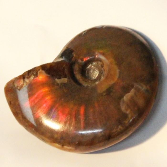 アンモナイト 化石 【レア 1点物】 fossil 原石 化石 置物 石 鉱石 Stone 古生物 標本 アンモナイト化石 虹 レインボー アンモライト パワーストーン_1