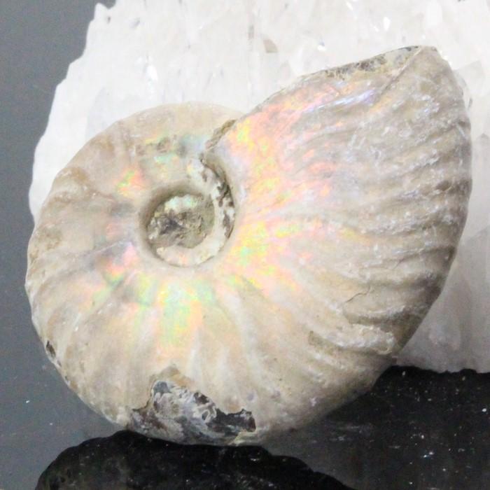 アンモナイト 化石 fossil 原石 置物 石 鉱石 Stone 古生物 標本 