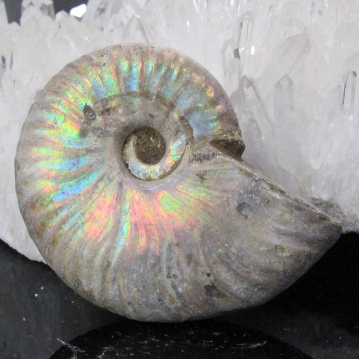 白 アンモナイト 化石 【一点物 限定品】 宝石 原石 置物 鉱石 古生物