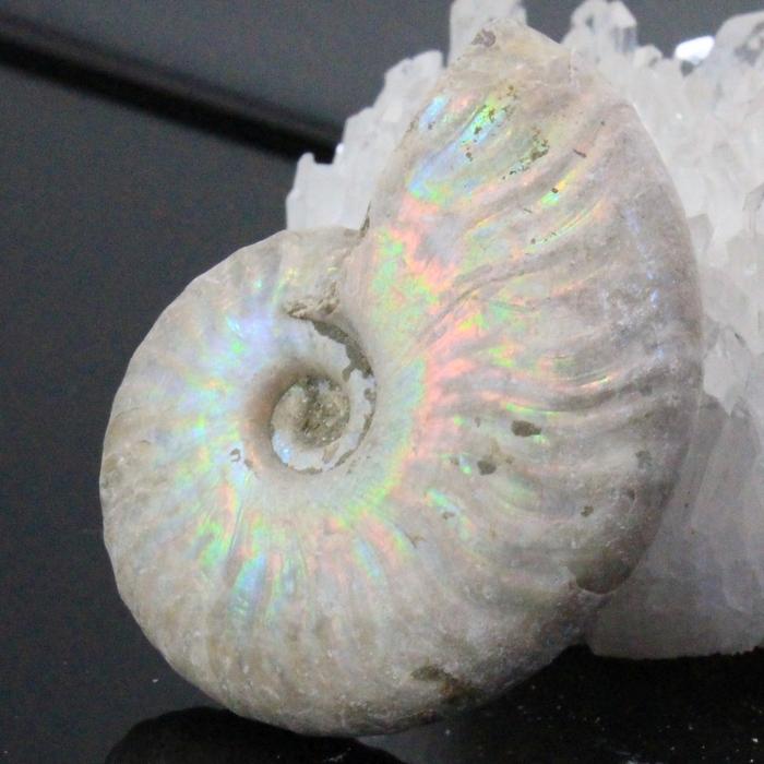 白 アンモナイト 化石 【おすすめの逸品】 古生物 標本 アンモナイト
