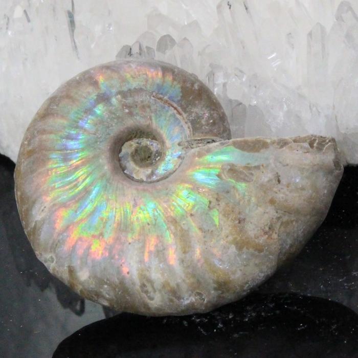 白 アンモナイト 化石 【厳選 一点物】 宝石 原石 置物 鉱石 古生物 標本 生きた化石 fossil 石 白 アンモナイト化石 メンズ レディース 人気 おすすめ 天然石_1