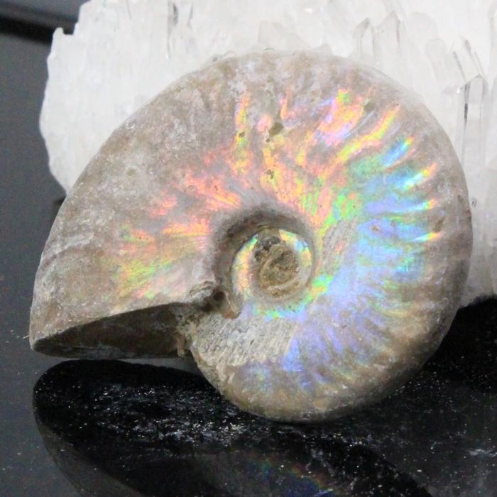 白 アンモナイト 化石 【厳選品質 現物販売】 fossil 原石 化石 置物 石 鉱石 Stone 古生物 標本 メンズ レディース 人気 おすすめ 一点物 現物_1