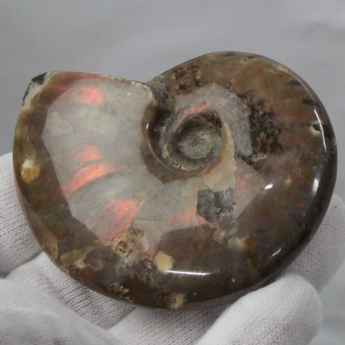 アンモナイト 化石 【品質にこだわった逸品】 生きた化石 fossil 原石 置物 石 鉱石 Stone 古生物 標本 天然石_1
