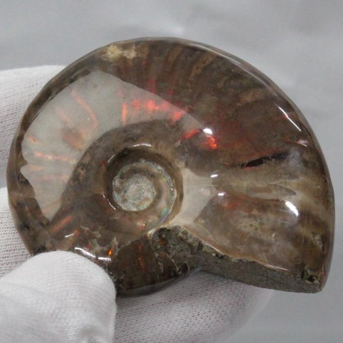 アンモナイト 化石 【レア 1点物】 fossil 原石 化石 置物 石 鉱石 Stone 古生物 標本 アンモナイト化石 天然 一点物_1