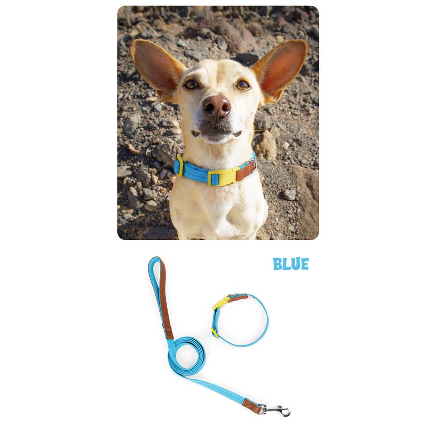 ビビットカラー 犬首輪 リード セット 犬 いぬ イヌ 犬用 首輪 ドッグ