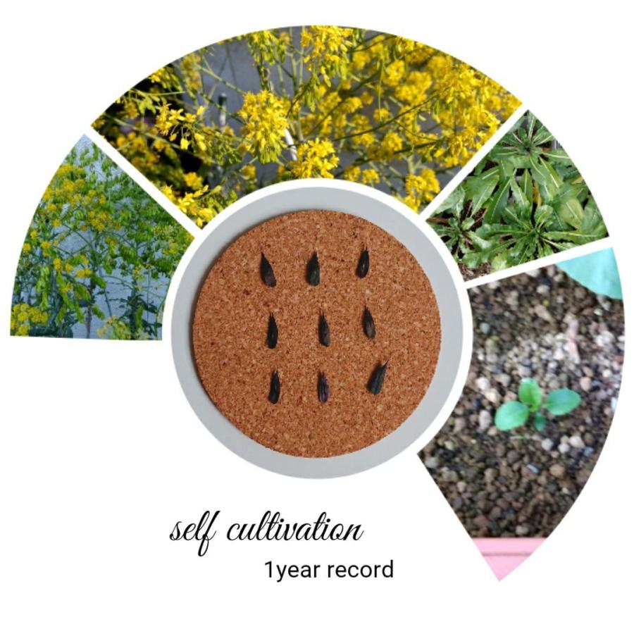 ホソバタイセイ 種 葉 根 ドライリーフ ハーブ ウォード 板藍根 | 