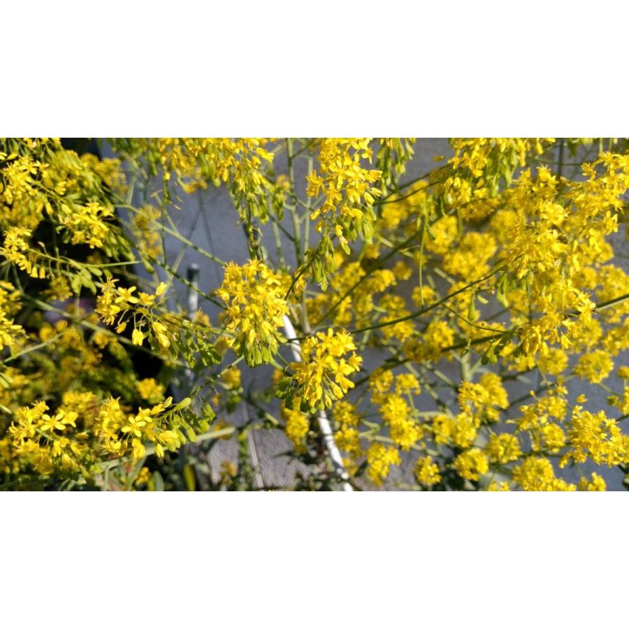 ホソバタイセイ 種 葉 根 ドライリーフ ハーブ ウォード 板藍根 |  | 04