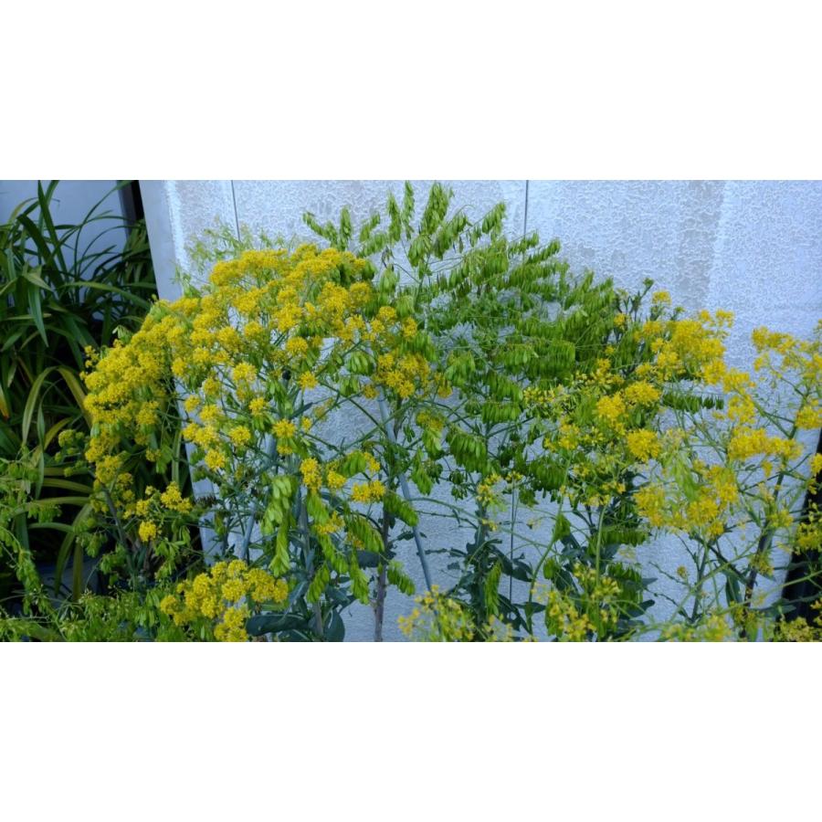 ホソバタイセイ 種 葉 根 ドライリーフ ハーブ ウォード 板藍根 |  | 05