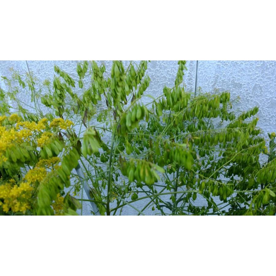 ホソバタイセイ 種 葉 根 ドライリーフ ハーブ ウォード 板藍根 |  | 06