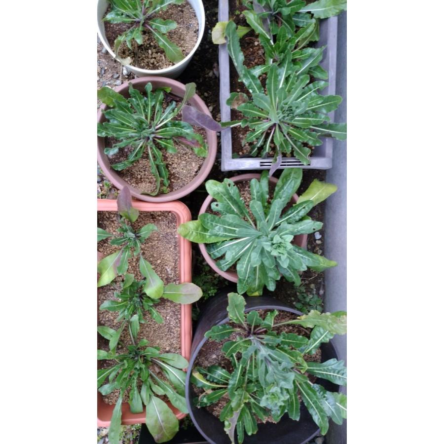 ホソバタイセイ 種 葉 根 ドライリーフ ハーブ ウォード 板藍根 |  | 07