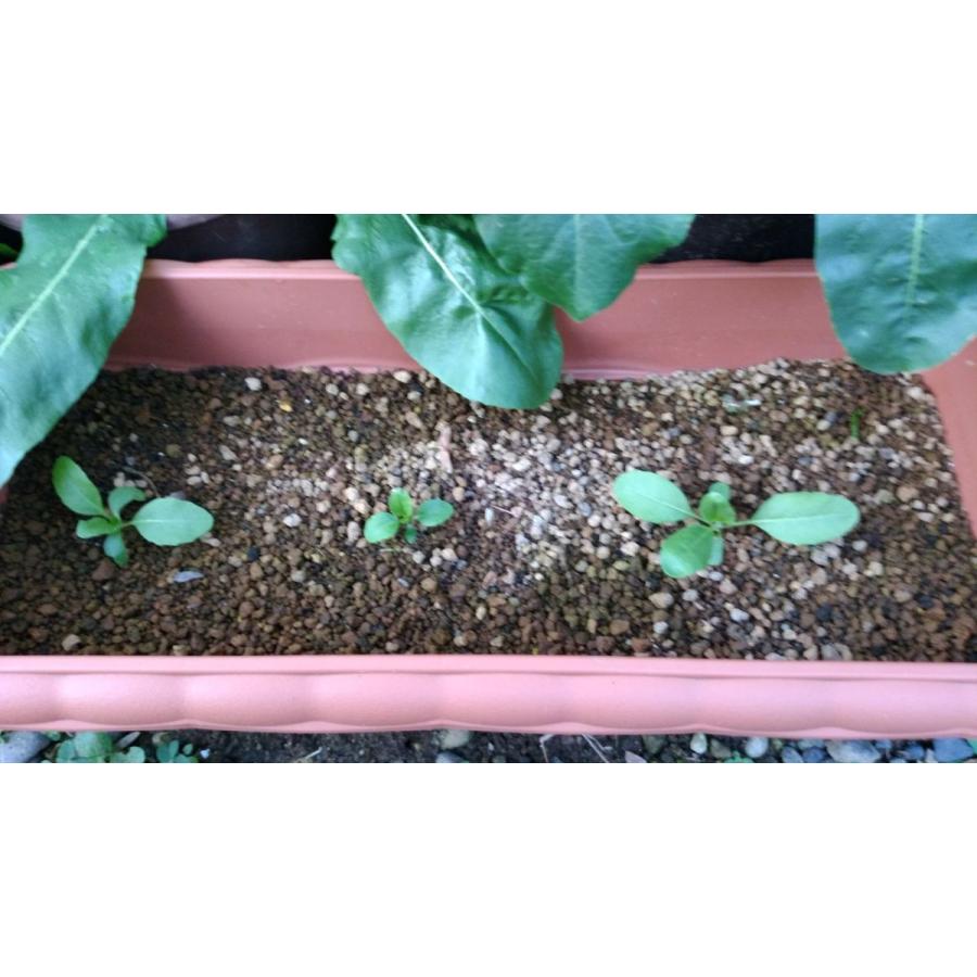 ホソバタイセイ 種 葉 根 ドライリーフ ハーブ ウォード 板藍根 |  | 08