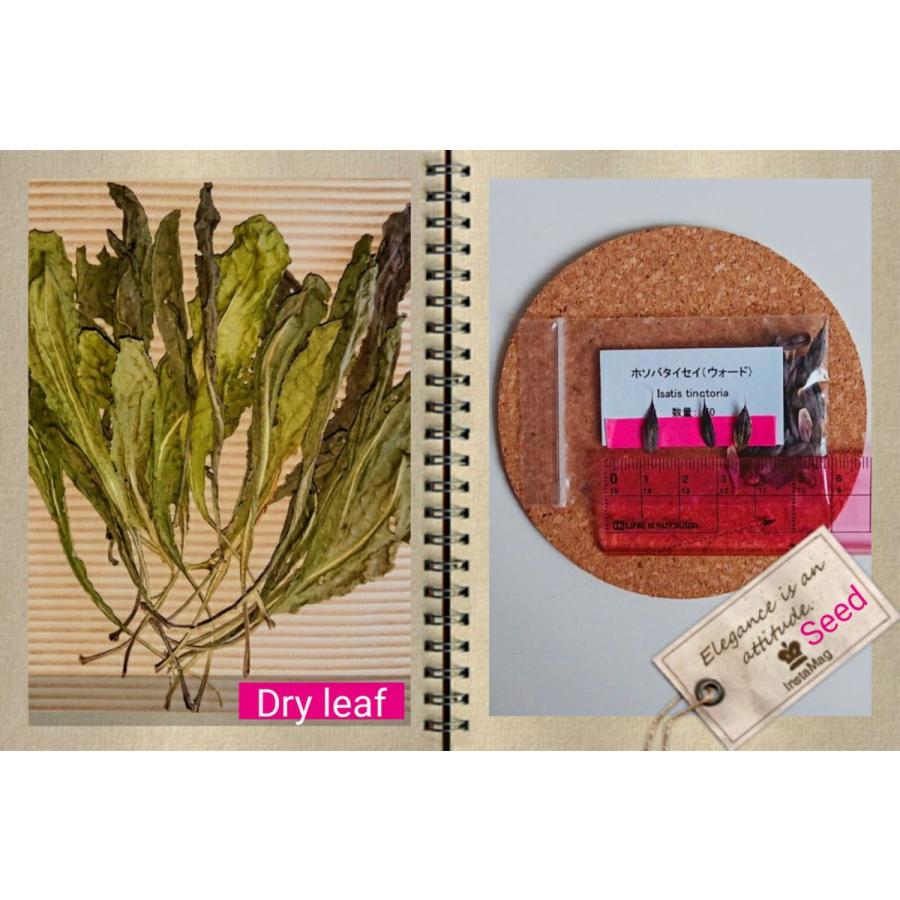 ホソバタイセイ 種 葉 根 ドライリーフ ハーブ ウォード 板藍根 |  | 09