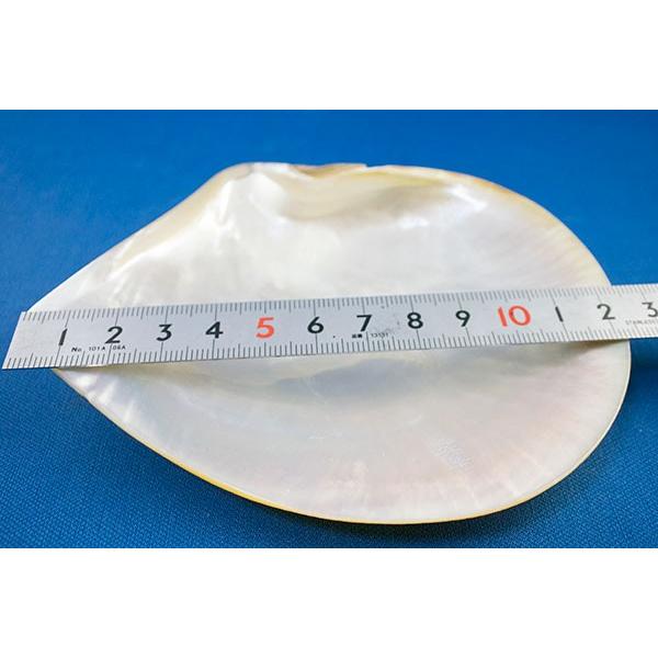 白蝶貝 MOP マザーオブパール 12~13cmサイズ インレイワーク 白蝶貝 MOP マザーオブパール 12~13cmサイズ インレイワーク