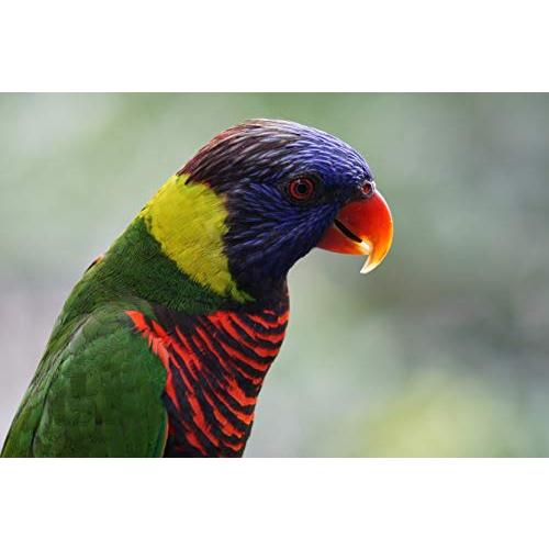 ソニーSONY 標準ズームレンズ APS-C E 55-210mm F4.5-6.3 OSS デジタル