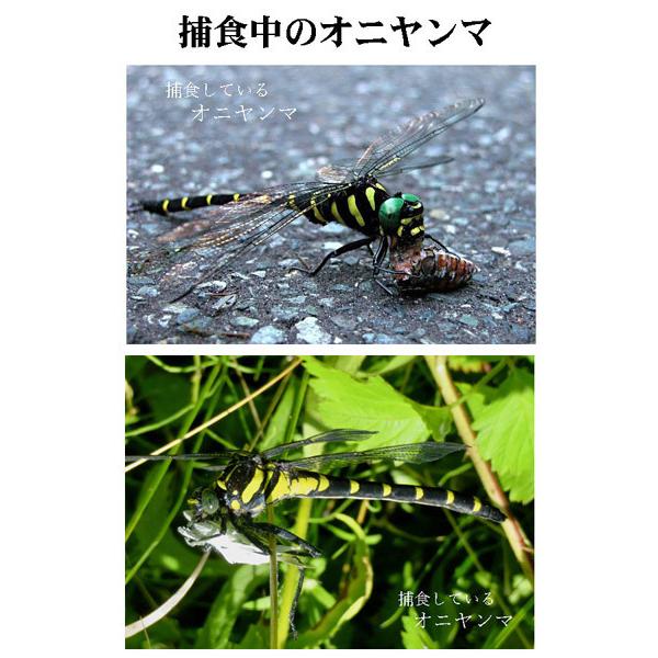 オニヤンマ 2匹 付属品なし 6.5cm 本物サイズオニヤン フィギュア 虫