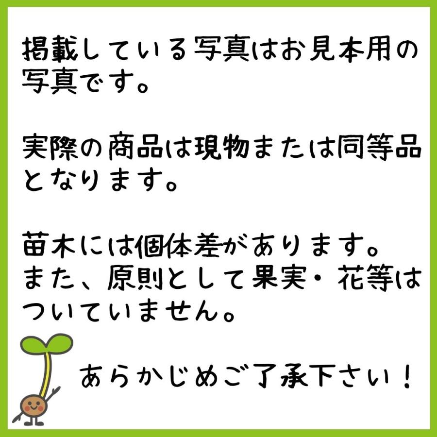 グアバ 苗木 取り木1年もの 21cmポット : 国産ライチ販売
