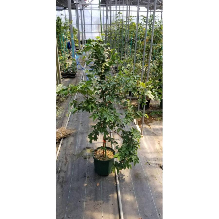 ジャボチカバ 苗木 4年もの 四季成り : 国産ライチ販売ショップ - 通販