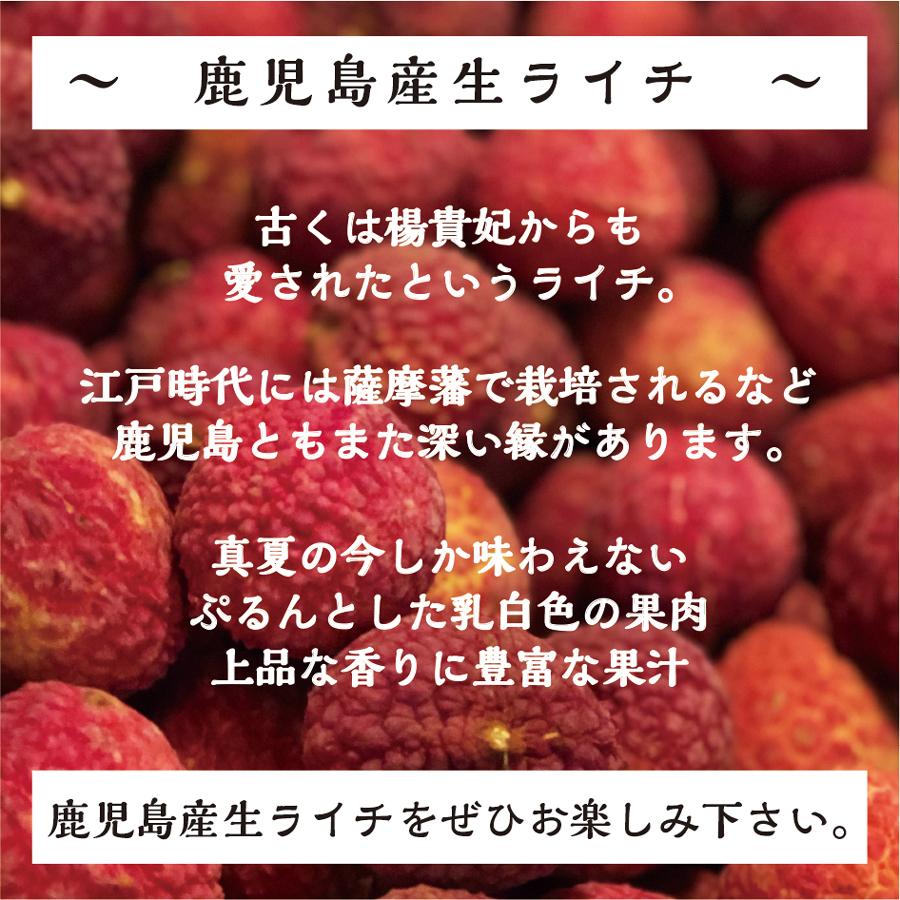 生ライチ 鹿児島県産 国産 生産販売 化粧箱入り 特選12個入り : 国産