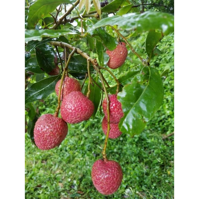2026年 8月初旬〜出荷予定】生ライチ鹿児島県産 国産 生産販売 化粧
