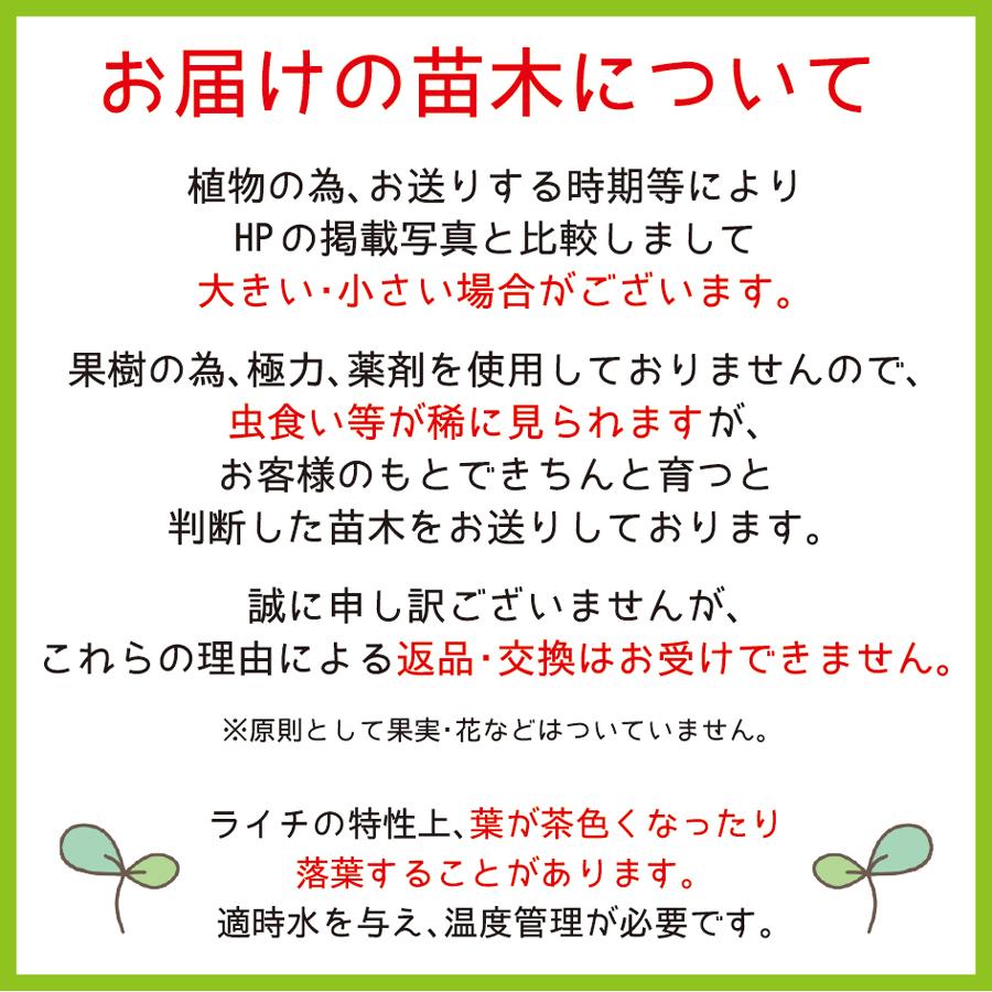 ライチ苗木(チャカパット)3年もの(取り木苗木) : 国産ライチ ライチ苗木(チャカパット)3年もの(取り木苗木) : 国産ライチ