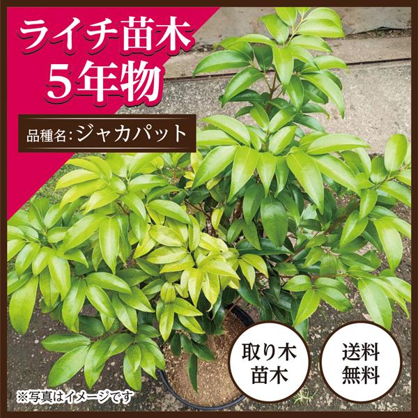 ライチ苗木（ジャカパット）5年もの（取り木苗木） : 国産ライチ販売