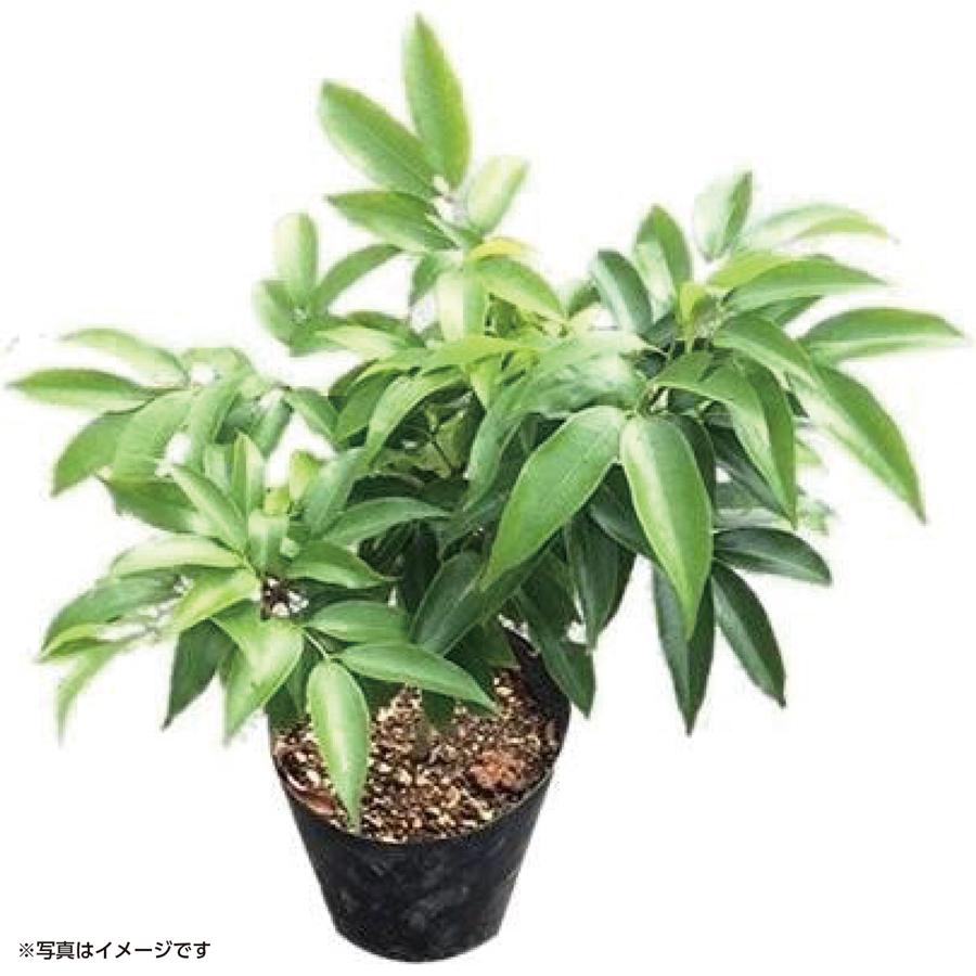三月紅 6号 小苗 (取り木)｜レイシ（ライチ）苗木 | レイシ苗木