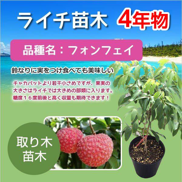 ライチ苗木販売（フォンフェイ）4年もの（取り木苗木） : 国産ライチ