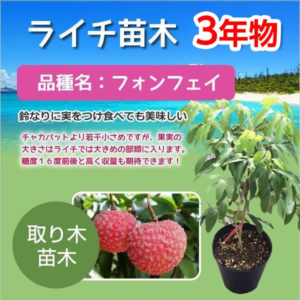 ライチ苗木販売（フォンフェイ）3年もの（取り木苗木） : 国産ライチ