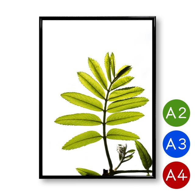 A3 ポスター 青葉の植物ポスター インテリア 植物 自然 写真 アートポスター 壁飾り おしゃれ 北欧 ポイント消化 送料無料 Pst0001 Mdsバラエティストア 通販 Yahoo ショッピング