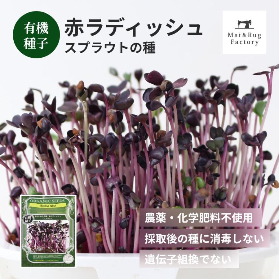 スプラウト 種 タネ 栽培 赤ラディッシュ 赤かいわれ 野菜 家庭菜園 水