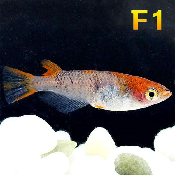 メダカ 紀州三色めだか F1 格安 10匹セット 三色 錦 選別落ち 透明鱗 淡水魚