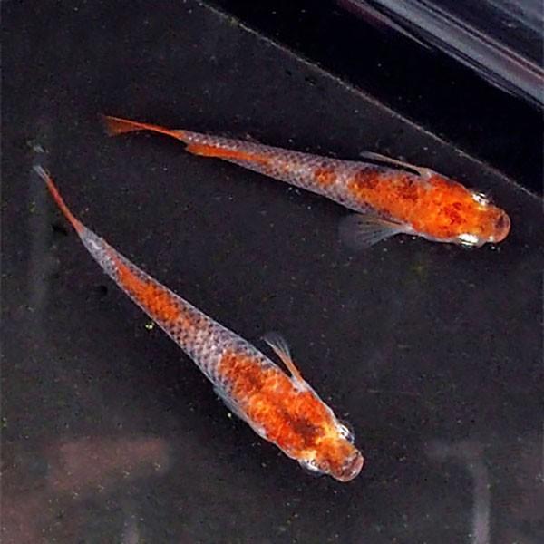 メダカ めだか 三色セット 未選別 稚魚SS〜Sサイズ 10匹セット ミックス 赤 黄金 三色 錦 透明鱗 稚魚 子供 メダカ 淡水魚|m-season|03