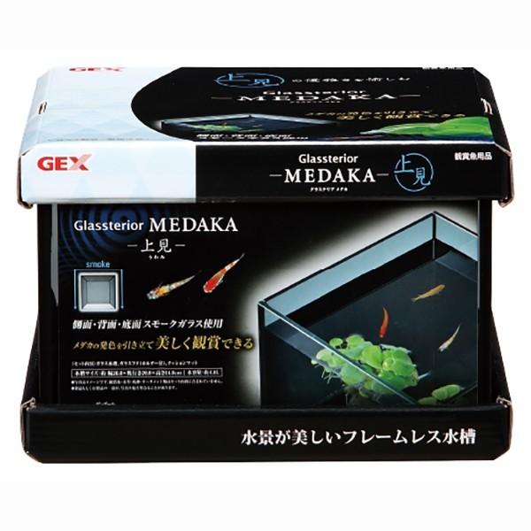 GEX 水槽セット グラステリア メダカ 上見 + 青みゆき(幹之)めだか 鉄