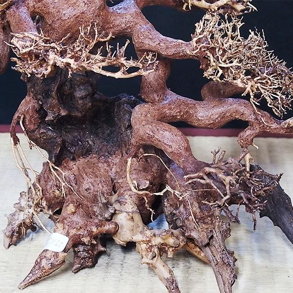 アクアリウム 流木 Lサイズ アクアテラリウム メダカ 水槽 アクアリウム 流木 Lサイズ アクアテラリウム メダカ 水槽