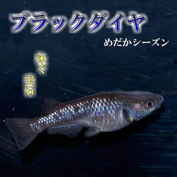 メダカ ブラックダイヤめだか 未選別 稚魚SS〜Sサイズ 10匹セット 黒 ラメ 虹色 オロチ パンダ メダカ 淡水魚 :bkd-ss-000010: めだかシーズン - 通販 - Yahoo!ショッピング