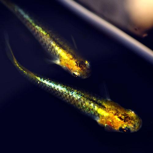 メダカ 紀州黒黄 こくおう めだか 5匹セット 黒 黄 みゆき 幹之 メダカ 淡水魚 By めだかシーズン 通販 Yahoo ショッピング