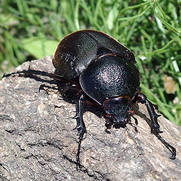 昆虫 コーカサスオオカブト 1ペア ♂90〜94mm ♀フリーmm ジャワ 昆虫 コーカサスオオカブト 1ペア ♂90〜94mm ♀フリーmm ジャワ