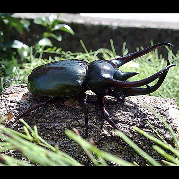 昆虫 コーカサスオオカブト 1ペア ♂105〜109mm ♀フリーmm