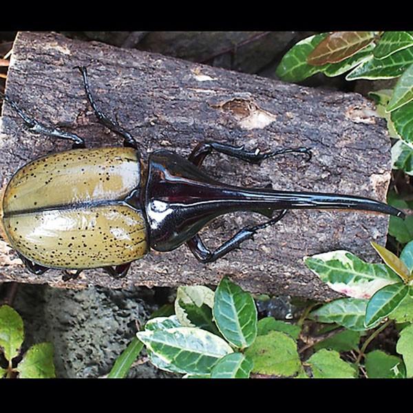 想像を超えての 昆虫 ヘラクレスオオカブト 成虫 135mm ヘラクレス ヘラクレス カブトムシ 昆虫 55 以上節約 Krgproperty Com