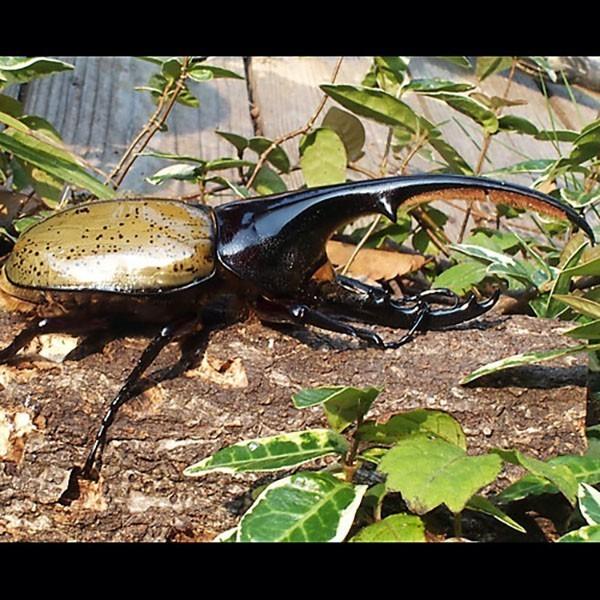 (昆虫) ヘラクレスオオカブト 幼虫 (初令〜2令) 5匹 ヘラクレス・ヘラクレス カブトムシ 昆虫｜m-season｜03