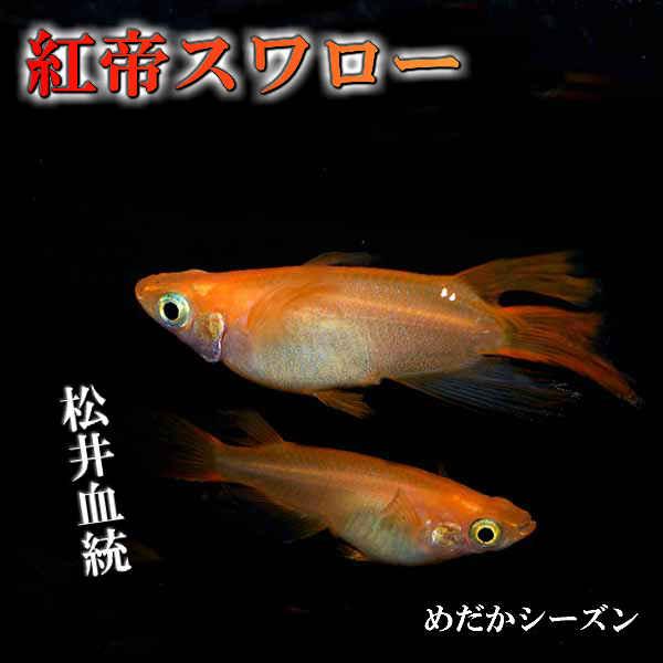 営業 メダカ 紅帝スワロー 未選別 稚魚ss Sサイズ 10匹セット 赤