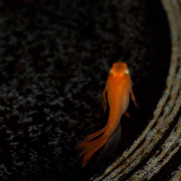 メダカ 紅帝スワロー 未選別 稚魚ss Sサイズ 10匹セット 赤 紅 スワローメダカ 淡水魚 Kouteisuwaross めだかシーズン 通販 Yahoo ショッピング