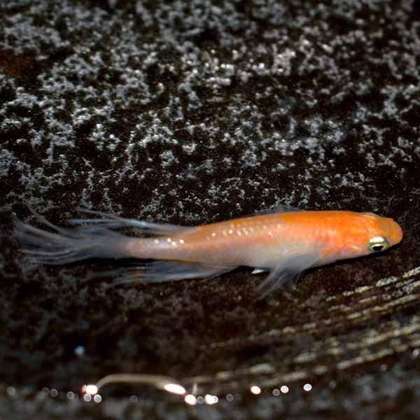 メダカ 煌松井ヒレ長スワロー 紅白タイプ めだか 未選別 稚魚 Ss Sサイズ 10匹セット 煌めき ラメ 紅白 ひれ長 スワロー メダカ 淡水魚 Krmk Ss 0005 めだかシーズン 通販 Yahoo ショッピング
