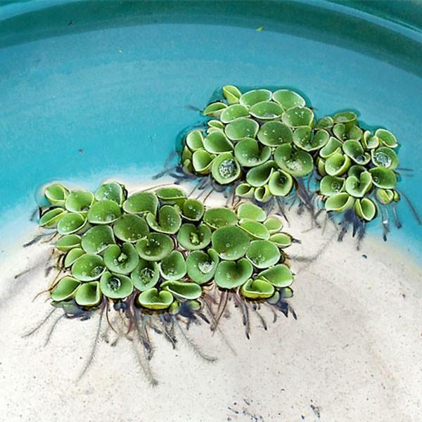 格安 水草 サルビニア ククラータ 3株セット サンショウモ 鉢 浮き草 アクアリウム 山椒藻 メダカ