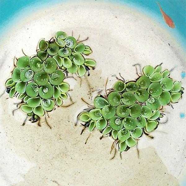 水草 サルビニア ククラータ 5株セット サンショウモ 山椒藻 水草 浮き草 鉢 メダカ アクアリウム Kuku めだかシーズン 通販 Yahoo ショッピング